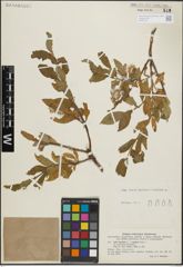 Foto von Salix hastata L. x Salix reptans Rupr.